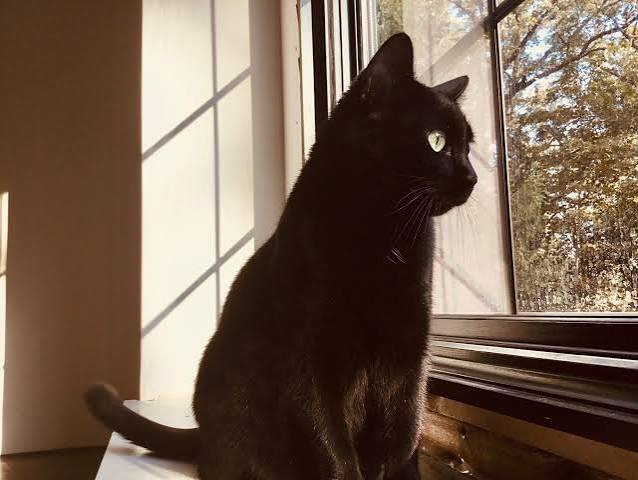Simba